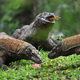 Komodo dragons eating.